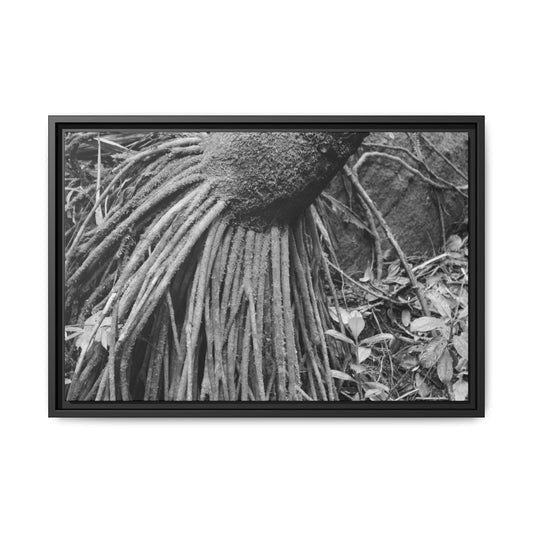 Framed Matte Canvas Wall Art — Tropical Rainforest Roots Photography - B&W roots of the Sierra Palm tree - Nikon