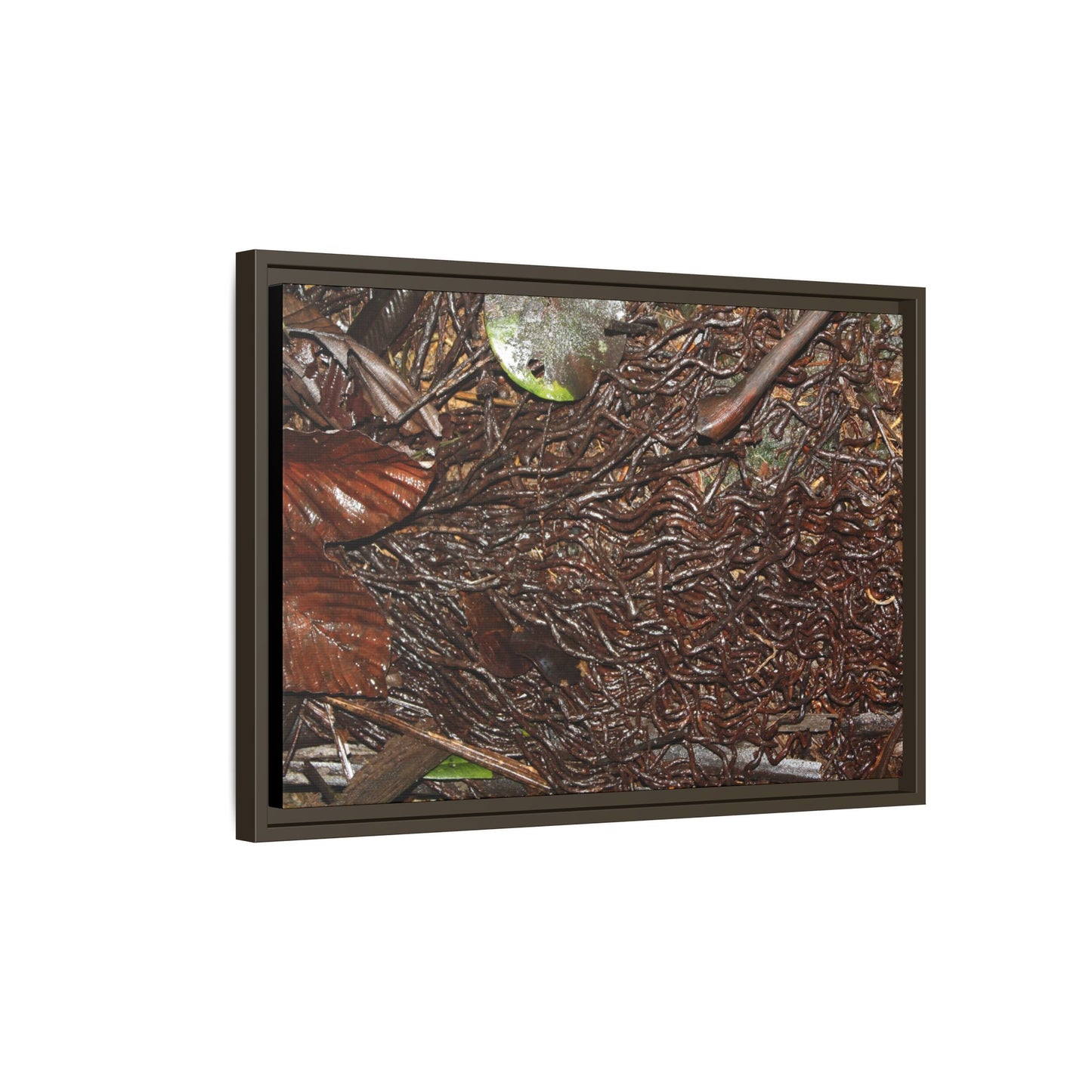 Framed Matte Canvas Wall Art — Tropical Rainforest Decomposing Sierra Palm Seeds Branch - Photography - Tradewinds