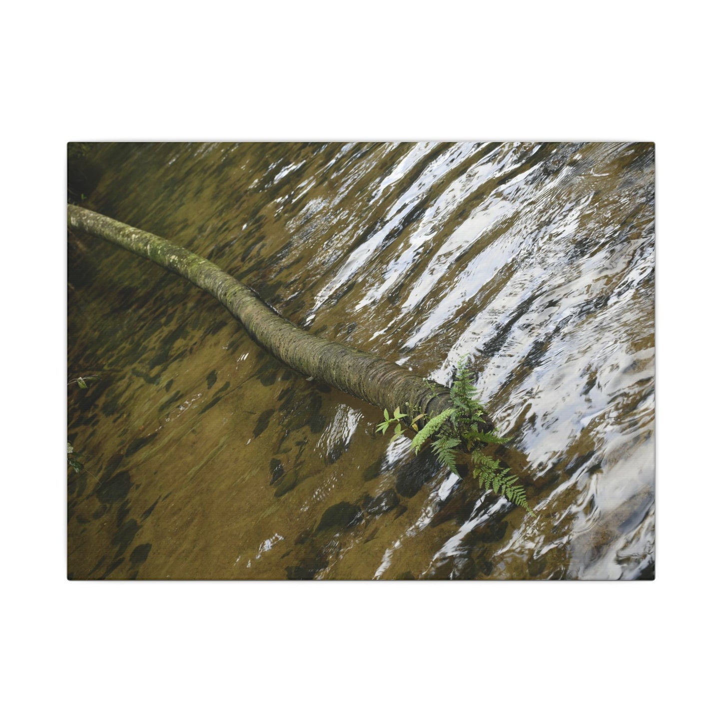 Rippling Stream Canvas Wall Art — Tranquil Forest Water Photography - Fallen sierra palm - Rio Sabana - El Yunque Rainforest - Puerto Rico - Deep forest explorations