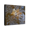 Yagrumo Leaf Floating — Matte Canvas Wall Art - Yagrumo leaf - white side - in a flooded Rio Sabana river - El Yunque Rainforest - Puerto Rico - Deep forest explorations