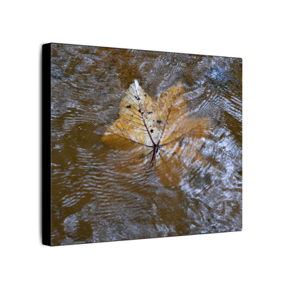 Yagrumo Leaf Floating — Matte Canvas Wall Art - Yagrumo leaf - white side - in a flooded Rio Sabana river - El Yunque Rainforest - Puerto Rico - Deep forest explorations
