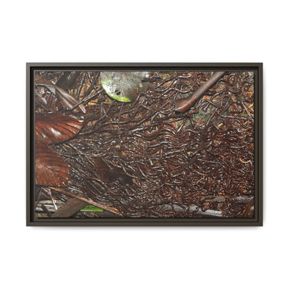 Framed Matte Canvas Wall Art — Tropical Rainforest Decomposing Sierra Palm Seeds Branch - Photography - Tradewinds