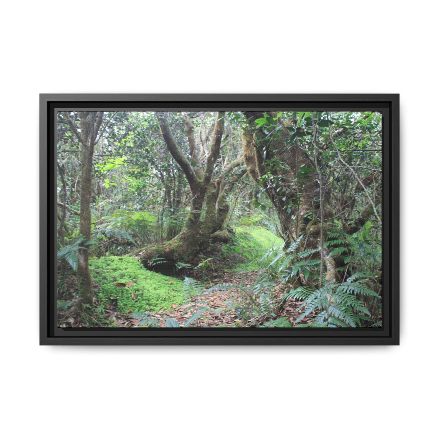 Tropical Vista Matte Canvas Framed Wall Art — Magic section of the remote Tradewinds Trail -  El Yunque rainforest PR
