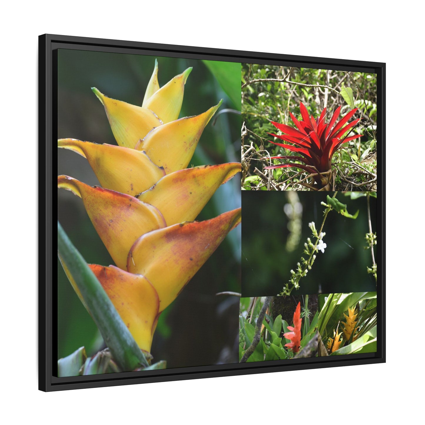 Tropical Vista Matte Canvas Framed Wall Art - Forest explorations - Deep in El Yunque rainforest PR - Mosaic#1 of the Flowers of El Yunque rainforest