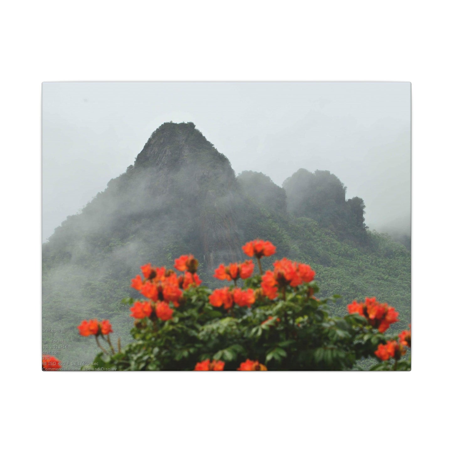 Misty Mountain with Red Flowers Canvas Wall Art — Botanical Landscape Print - Nikon Telephoto from Yokahu Tower - LUCKY day after storm
