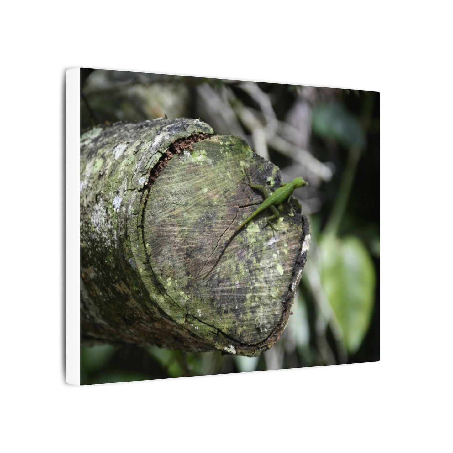 Green Anole on Mossy Log — Matte Stretched Canvas Wall Art - Green Lizard on cut trunk near road - El Yunque Rainforest - Puerto Rico