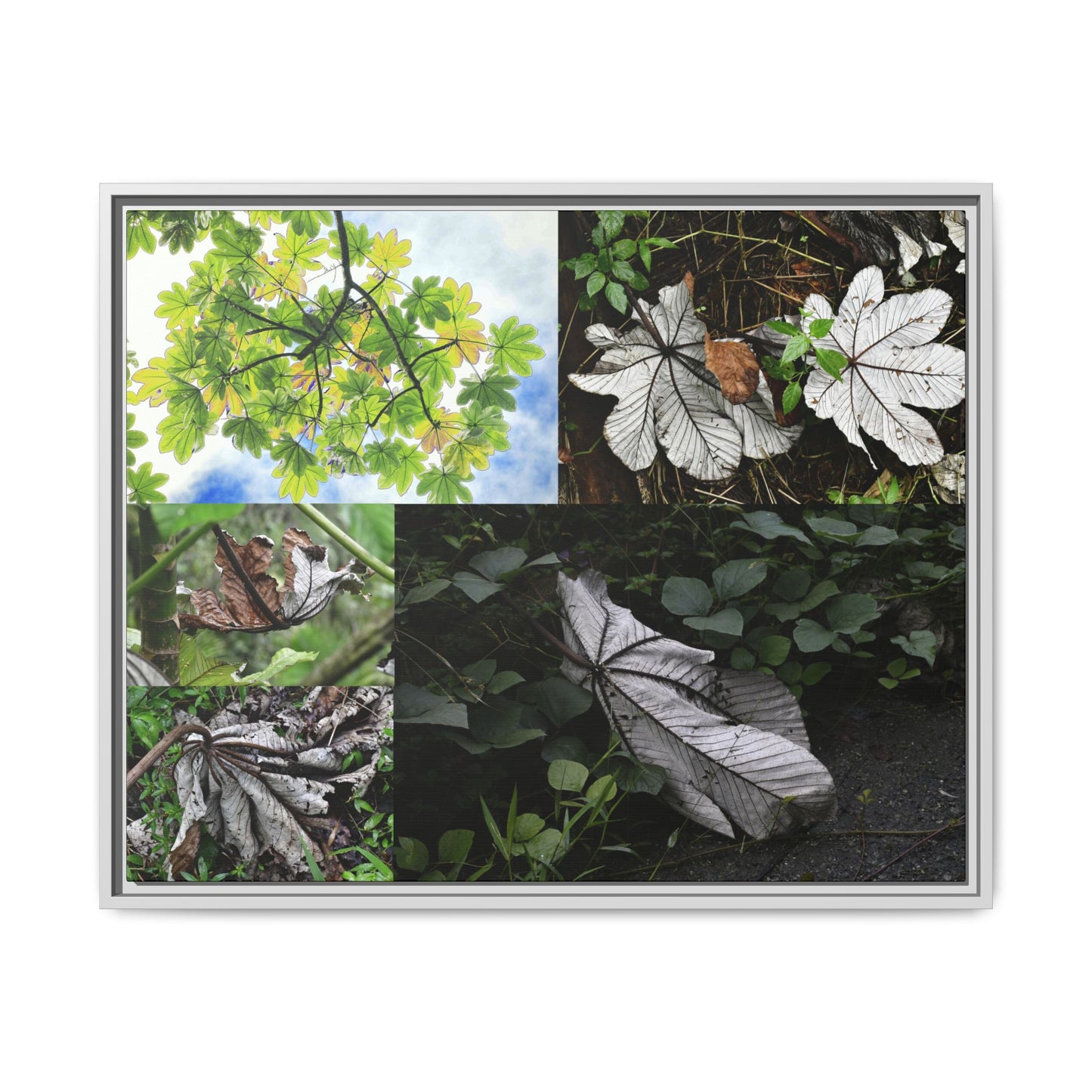 Tropical Vista Matte Canvas Framed Wall Art - Forest explorations - Deep in El Yunque rainforest PR - Mosaic#2 of the Unique Yagrumo Tree Leafs
