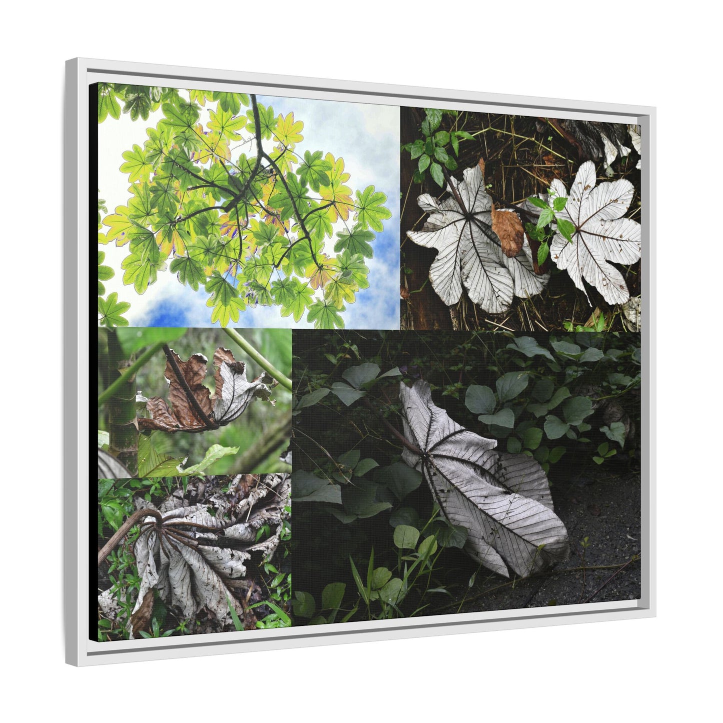 Tropical Vista Matte Canvas Framed Wall Art - Forest explorations - Deep in El Yunque rainforest PR - Mosaic#2 of the Unique Yagrumo Tree Leafs