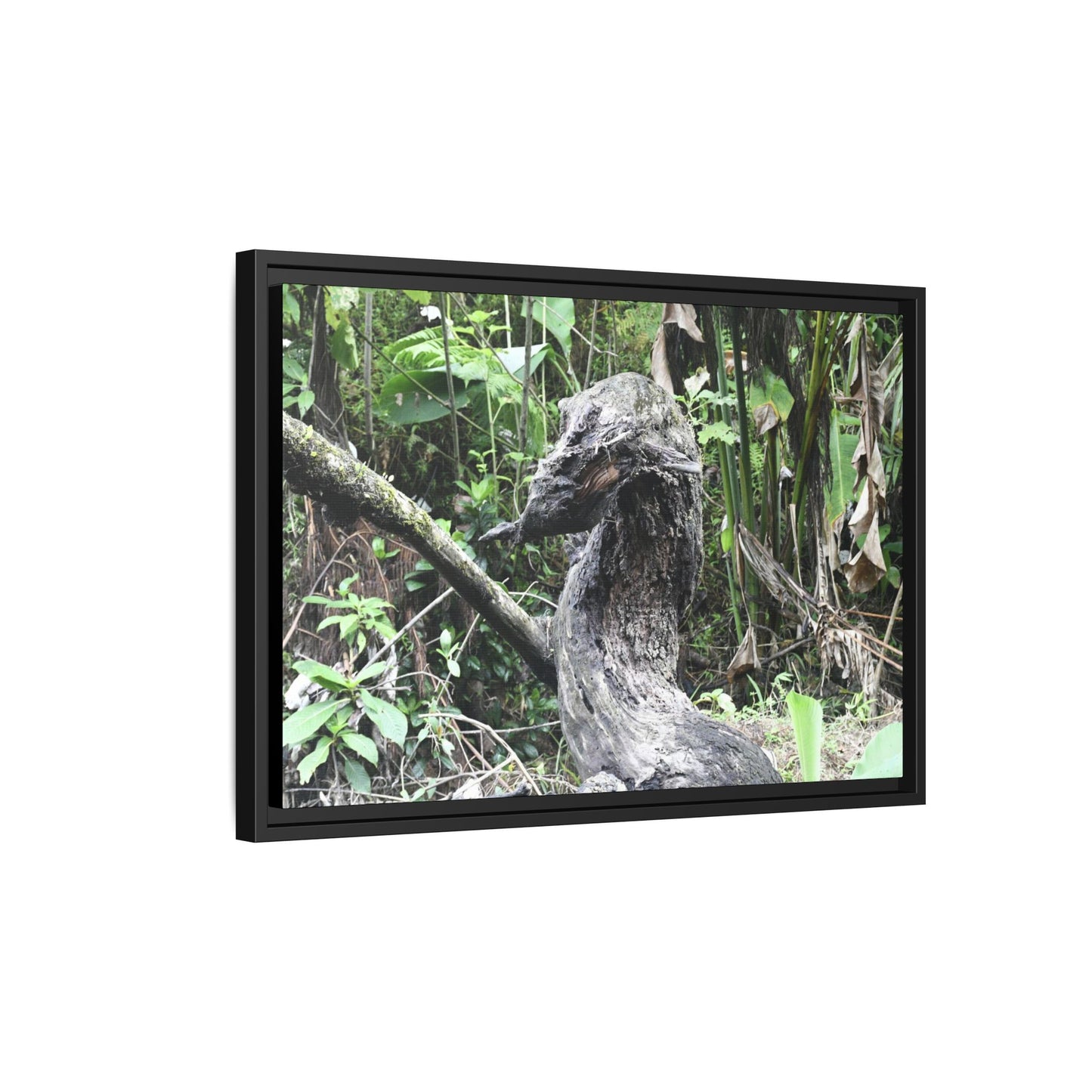 Tropical Vista Matte Canvas Framed Wall Art - Forest explorations - Deep in Sabana River Unusual Tree formations ??? -  El Yunque rainforest PR