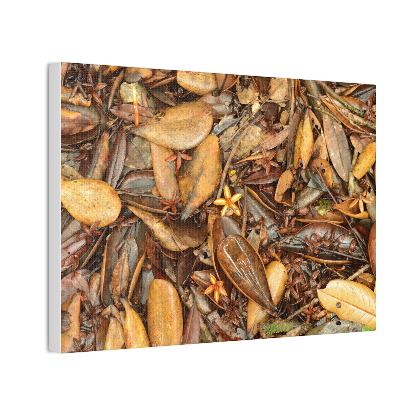 Autumn Leaf Floor Canvas Print — Deep Forest Explorations - El Yunque - Nikon D850 Stretched Wall Art (0.75")