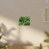 Green Banana Bunch Matte Canvas Wall Art — Tropical Kitchen Decor - Platanos in Puerto Rico - ready for cooking - for tostones etc.