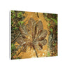 Leaf Wall Art Canvas — Botanical Nature Photography Print - Yagrumo leaf in Tradewinds Muddy Trail - El Yunque Rainforest - Puerto Rico - Deep forest explorations
