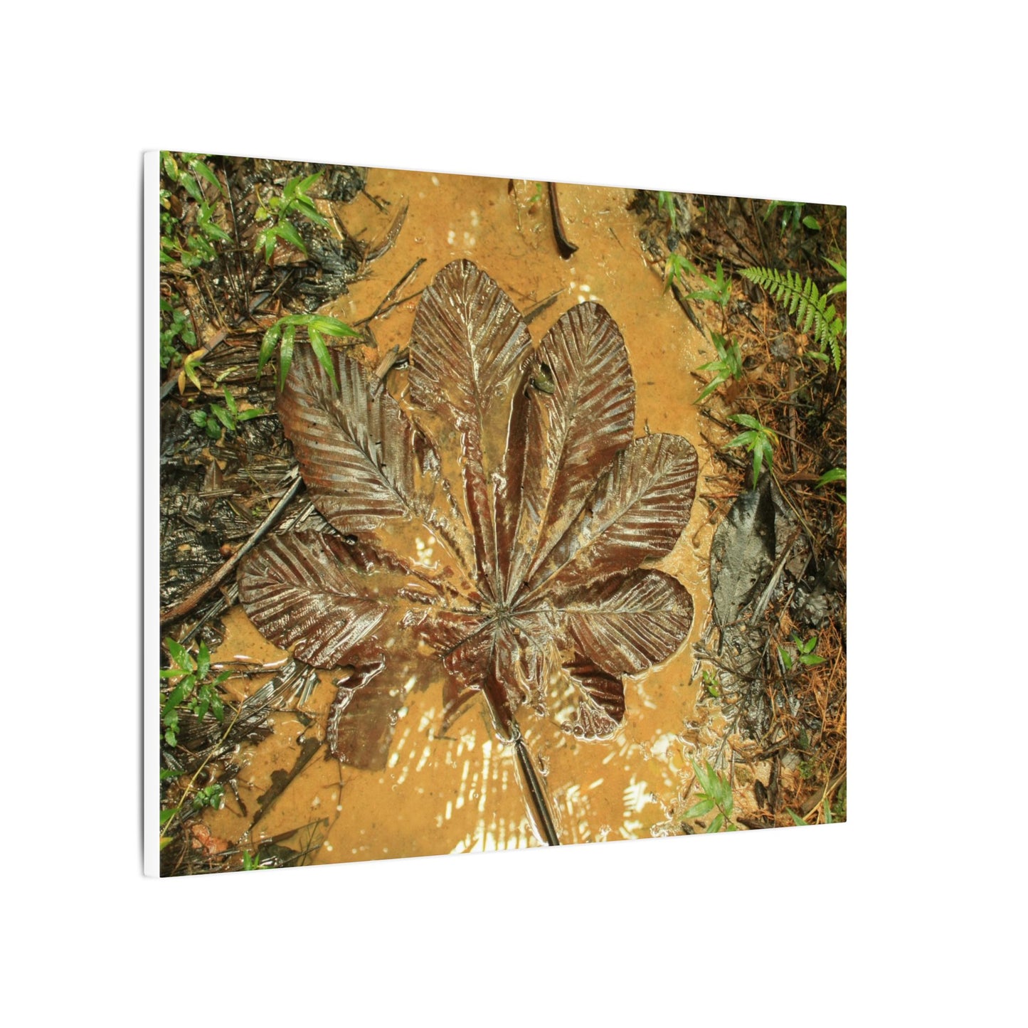 Leaf Wall Art Canvas — Botanical Nature Photography Print - Yagrumo leaf in Tradewinds Muddy Trail - El Yunque Rainforest - Puerto Rico - Deep forest explorations