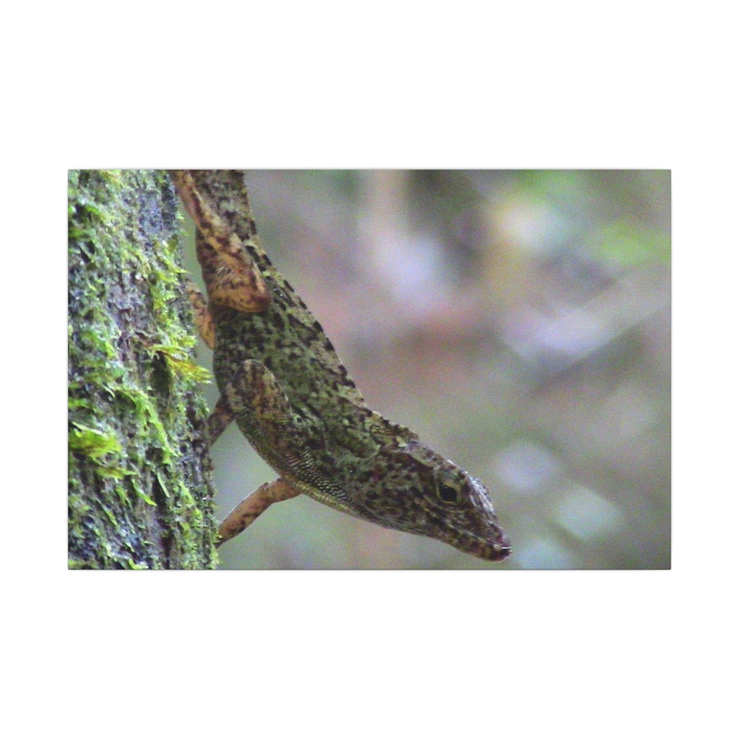 Matte Canvas Wall Art – Green Tree Lizard Photography (Stretched) - El Yunque Rainforest - Puerto Rico - Deep forest explorations