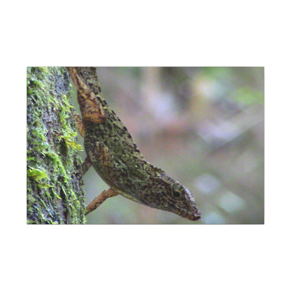 Matte Canvas Wall Art – Green Tree Lizard Photography (Stretched) - El Yunque Rainforest - Puerto Rico - Deep forest explorations
