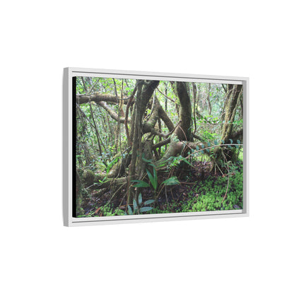 Framed Matte Canvas Wall Art — Tropical Rainforest Roots Photography - The dance of trees - a tree jumble where they hold each other - Nikon