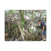 Forest Stream Adventure Matte Canvas Print — Boy Exploring Tree Roots Wall Art - Jose looks at the river - Tree has roots all over - Note the little sunlight
