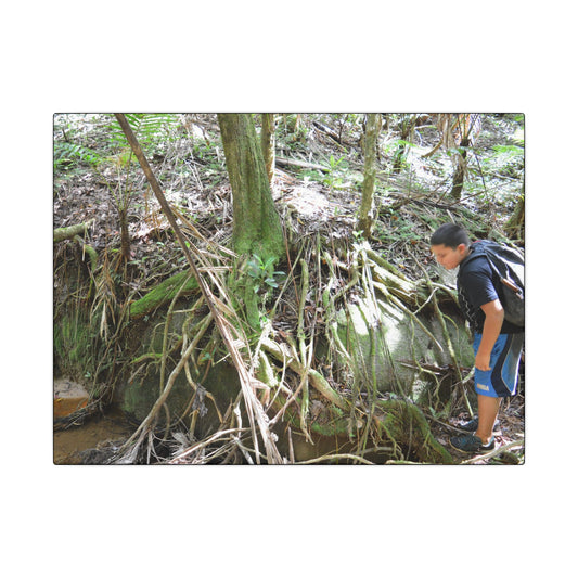 Forest Stream Adventure Matte Canvas Print — Boy Exploring Tree Roots Wall Art - Jose looks at the river - Tree has roots all over - Note the little sunlight