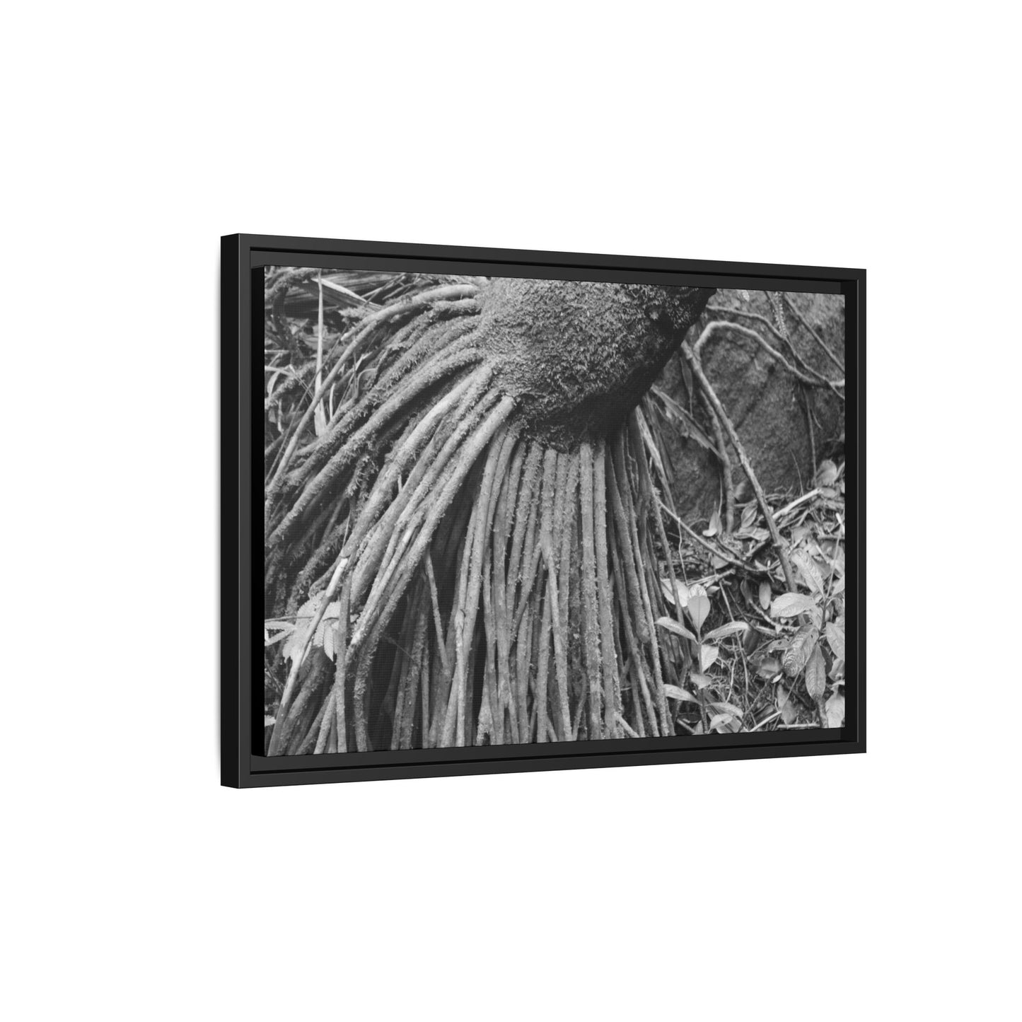 Framed Matte Canvas Wall Art — Tropical Rainforest Roots Photography - B&W roots of the Sierra Palm tree - Nikon