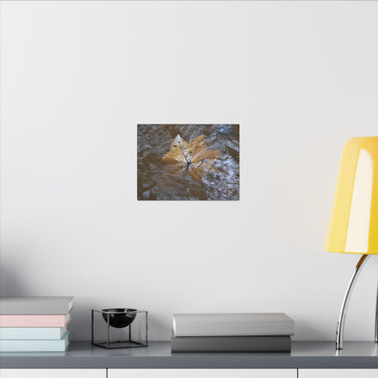Yagrumo Leaf Floating — Matte Canvas Wall Art - Yagrumo leaf - white side - in a flooded Rio Sabana river - El Yunque Rainforest - Puerto Rico - Deep forest explorations