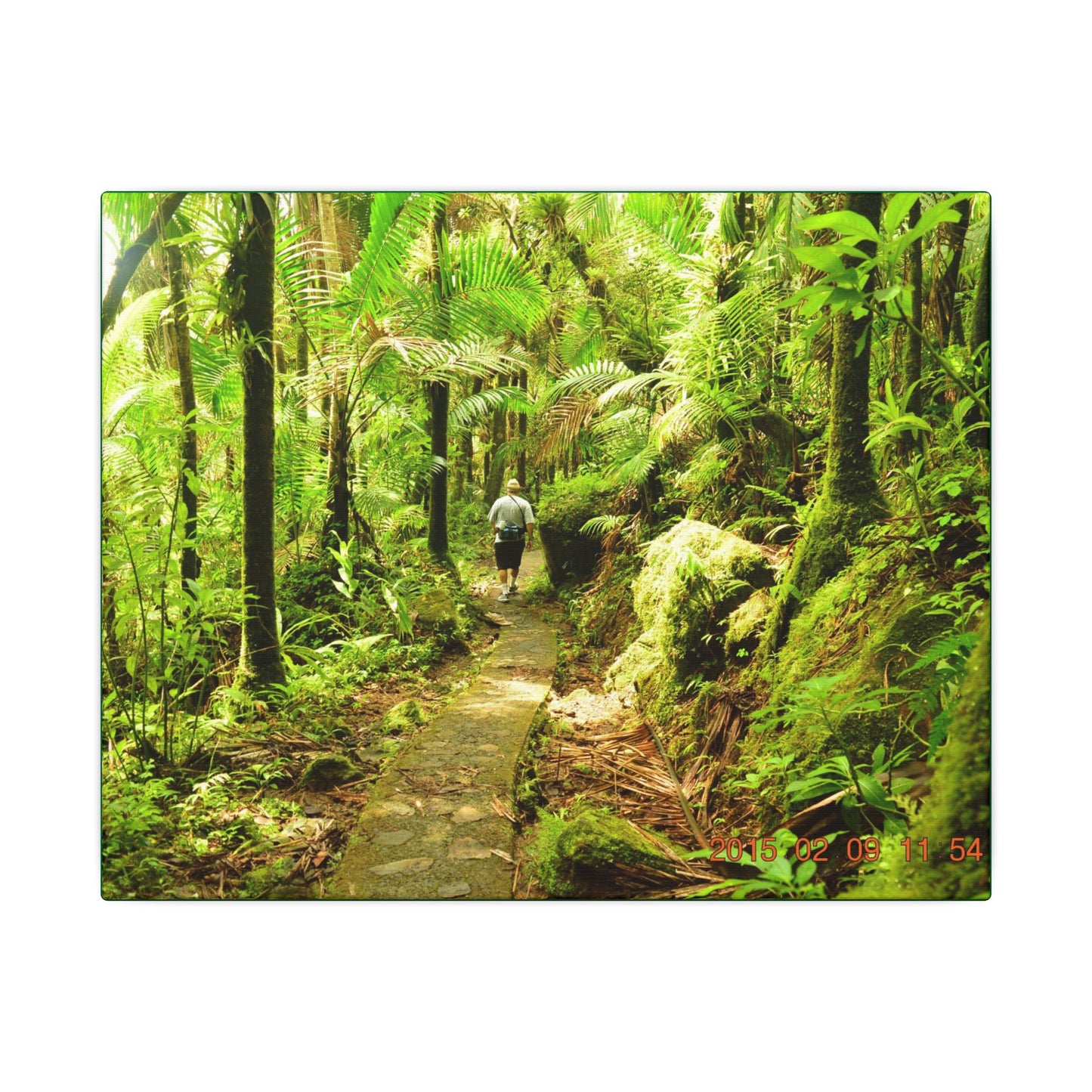 Forest Trail Matte Canvas Print – Lush Green Nature Wall Art - Hiker enjoys the BEAUTY - Mt Britton Trail - El Yunque Rainforest - Puerto Rico