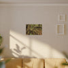 Complex of Tree Roots Canvas Wall Art — Woodland Forest Photography - In Tradewinds trail CLOUD FOREST - Trees have these roots to survive hurricanes