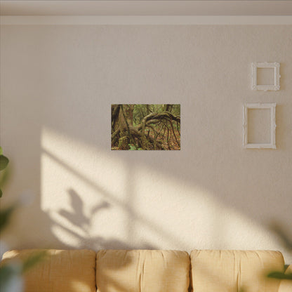 Complex of Tree Roots Canvas Wall Art — Woodland Forest Photography - In Tradewinds trail CLOUD FOREST - Trees have these roots to survive hurricanes