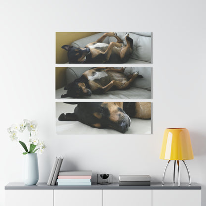 The Home Dog Firu sleeps in the sofa - Nikon D850 - Triptych Acrylic Print