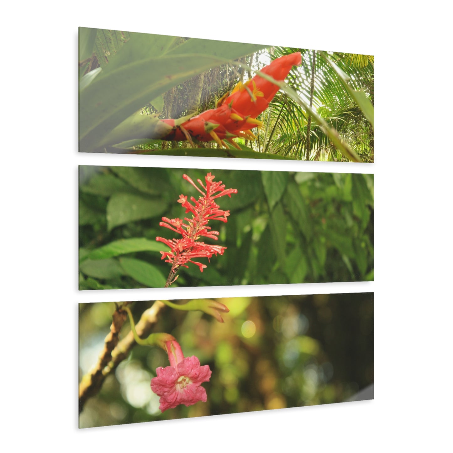 Deep Forest Explorations - Bromeliad and rare El Yunque Flowers - Nikon D850 -  Triptych Acrylic Print
