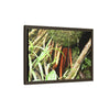 Framed Matte Canvas Wall Art — Tropical Rainforest Roots Photography - The strong orange roots of the Sierra Palm - that can survive hurricanes
