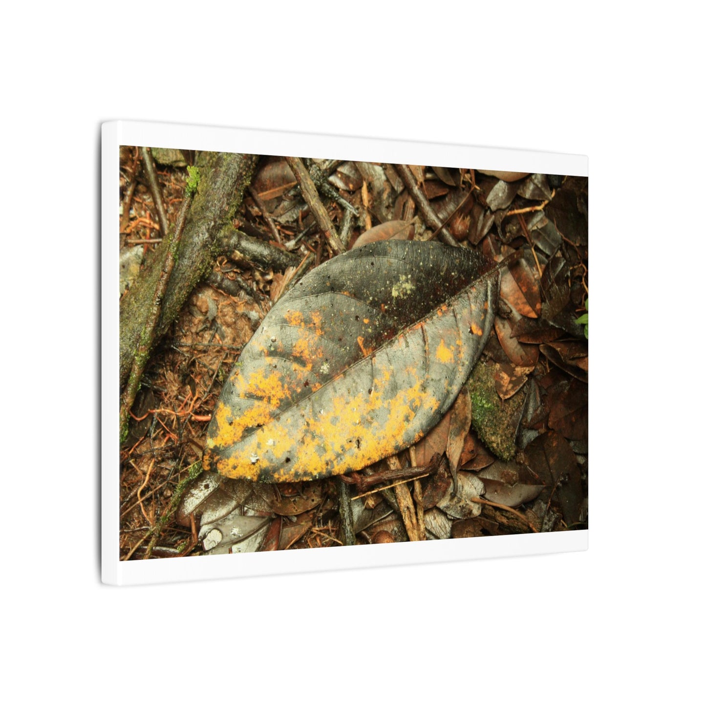 Tradewinds Trail - Fallen Colorful Leaf - Matte Canvas Print — Stretched Wall Art - El Yunque Rainforest - Puerto Rico - Deep forest explorations