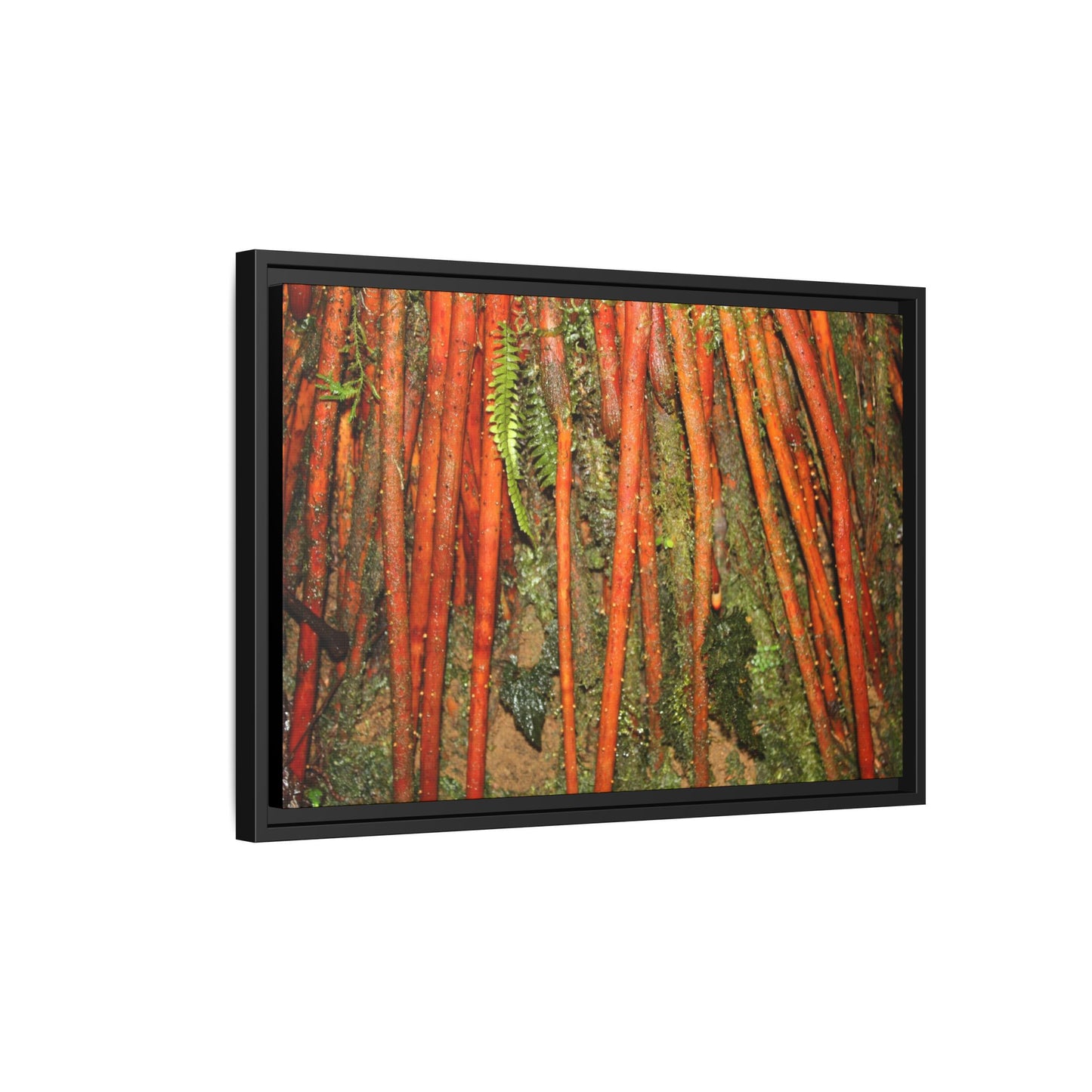 Framed Matte Canvas Wall Art — Tropical Rainforest Roots Photography -Orange roots of the Sierra Palm tree - Nikon