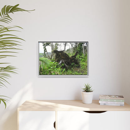 Framed Matte Canvas Wall Art — Tropical Rainforest Roots Photography - Not a nice image - but its an uprooted tree from 2017 Hurricane Maria > 200 MPH winds- that can survive hurricanes