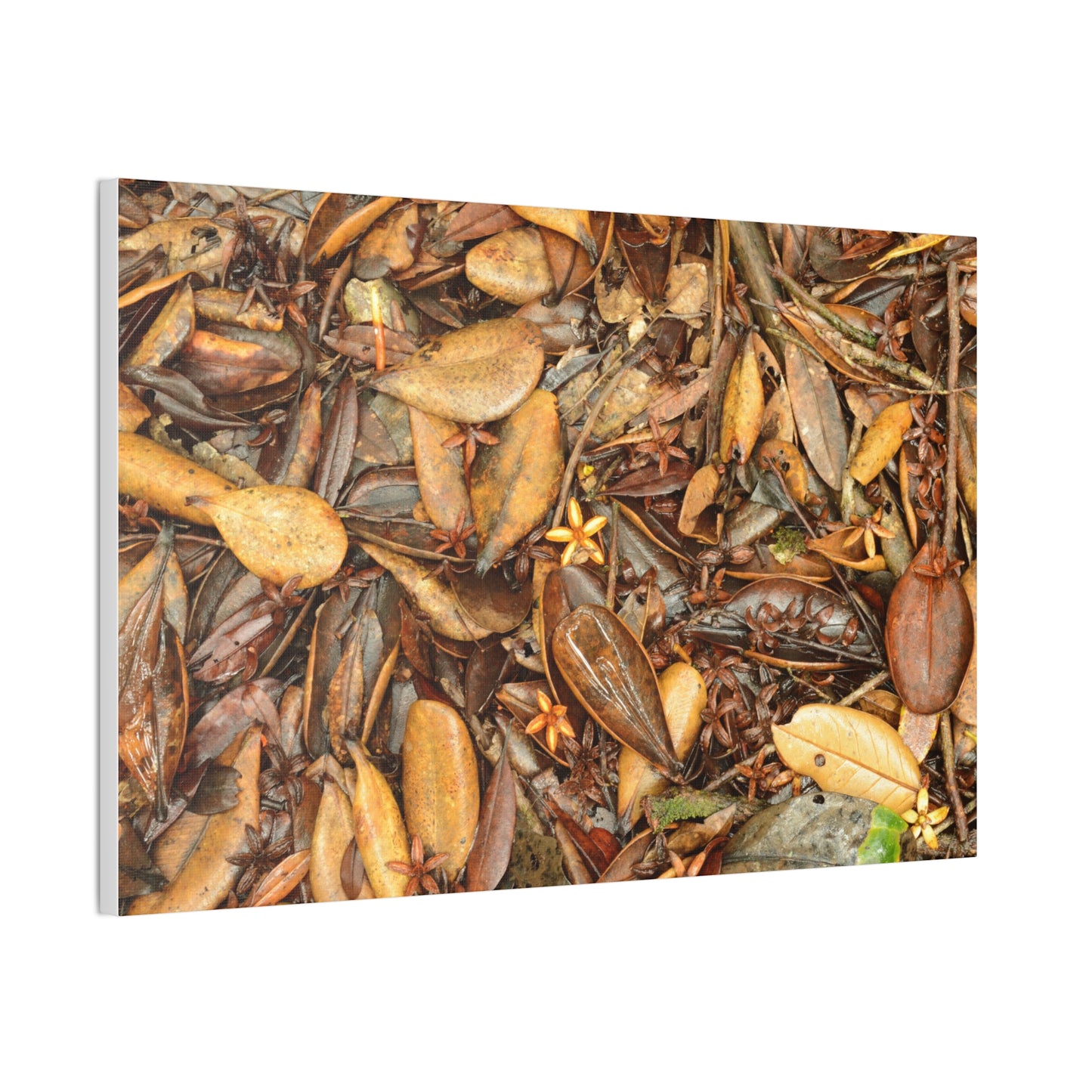 Autumn Leaf Floor Canvas Print — Deep Forest Explorations - El Yunque - Nikon D850 Stretched Wall Art (0.75")