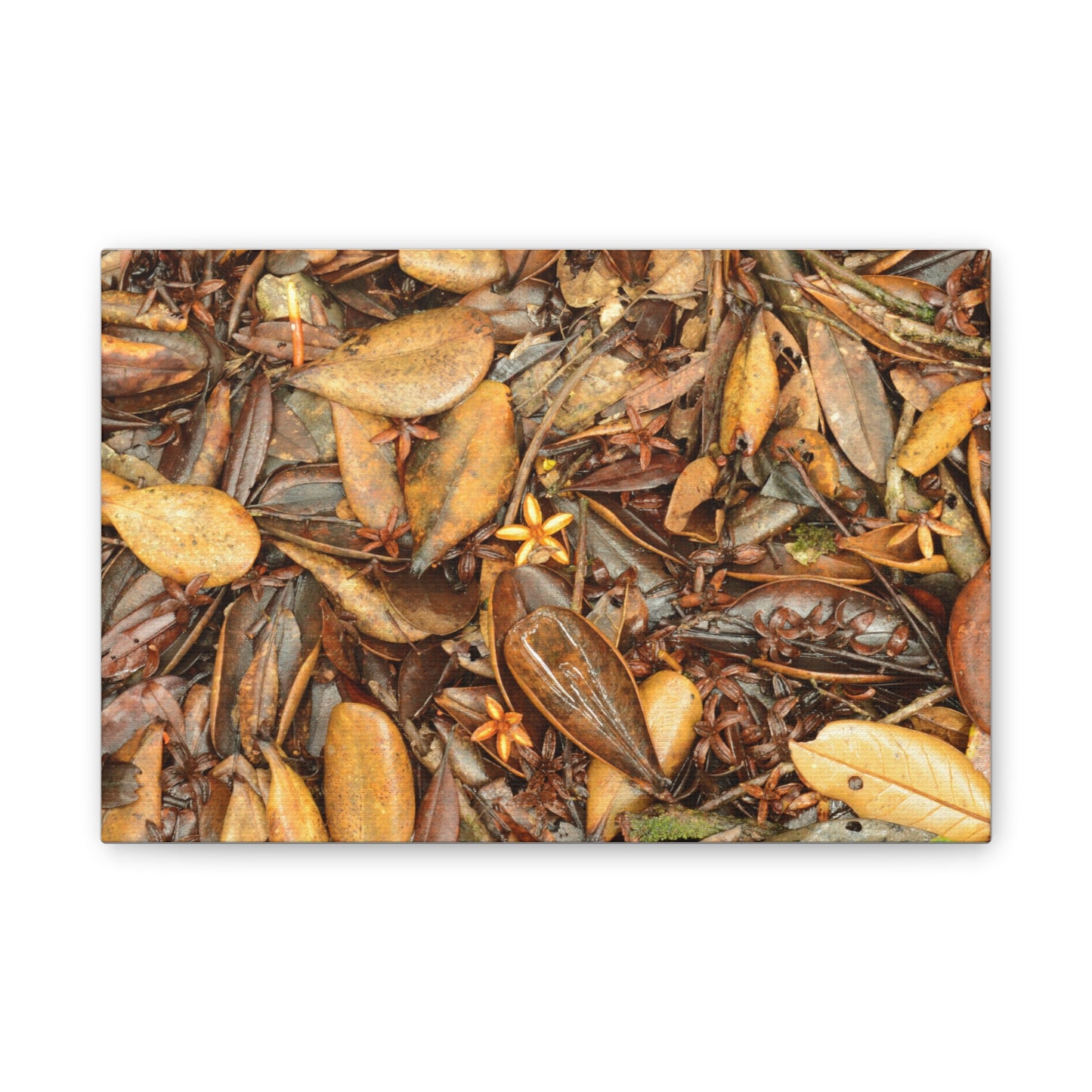Autumn Leaf Floor Canvas Print — Deep Forest Explorations - El Yunque - Nikon D850 Stretched Wall Art (0.75")