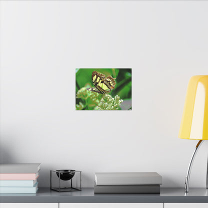 Butterfly on Flower Matte Canvas Wall Art — Nature Photography Print - El Yunque Rainforest - Puerto Rico - Deep forest explorations