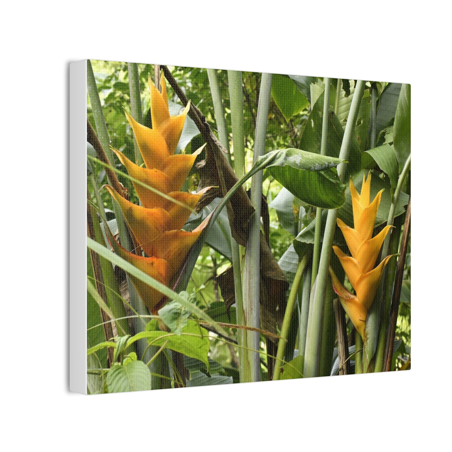 Tropical Heliconia Canvas Print — El Yunque rainforest - Vibrant Jungle Wall Art