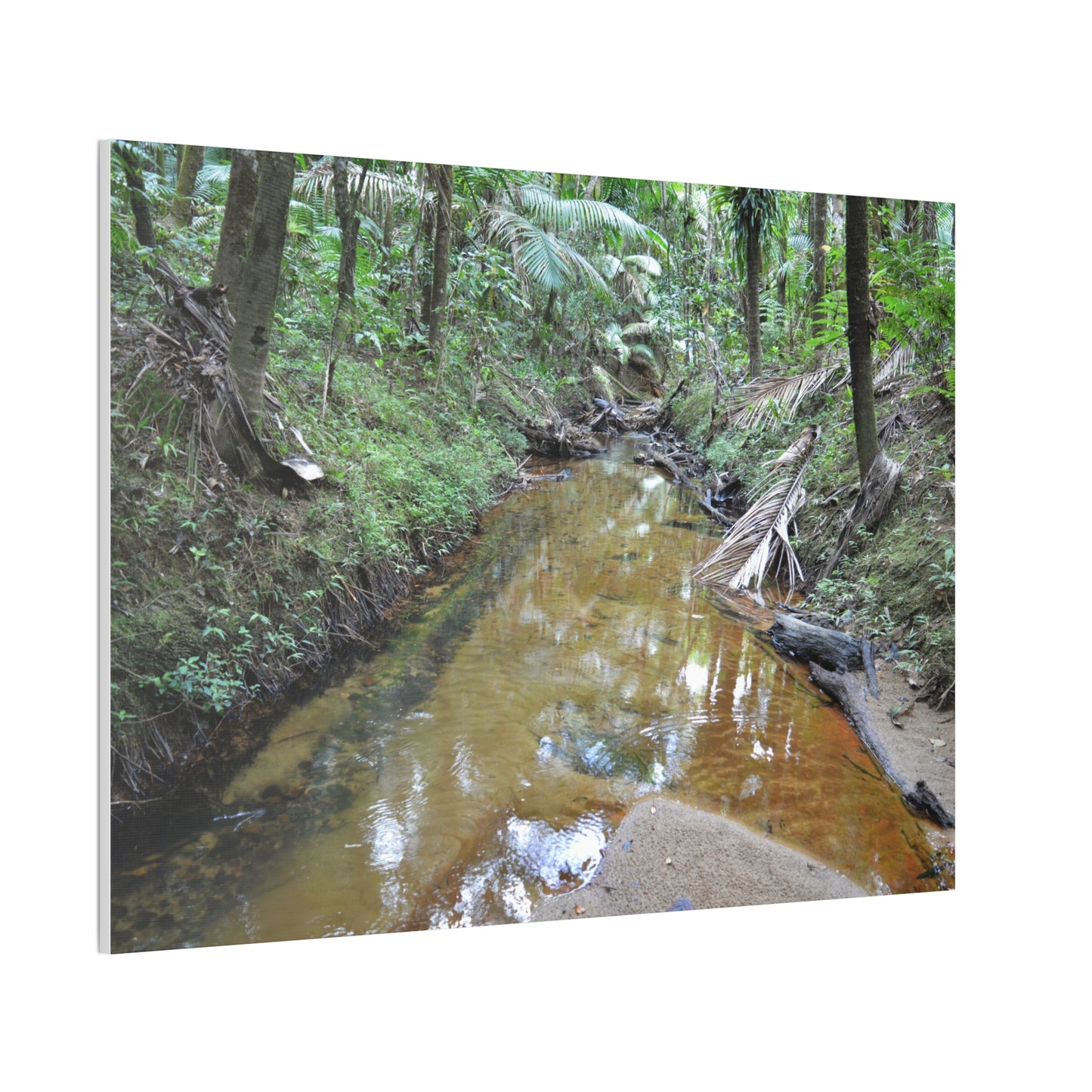 Deep Forest Explorations - El Yunque Holy Spirit River - Nikon D850 - Forest Creek Canvas Print - Stretched 0.75" Nature Wall Art
