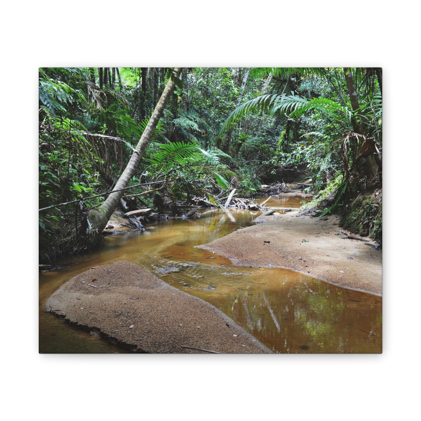Deep Forest Explorations - El Yunque Holy Spirit River - Nikon D850 - Tropical Creek Canvas Print — Lush Rainforest River Wall Art