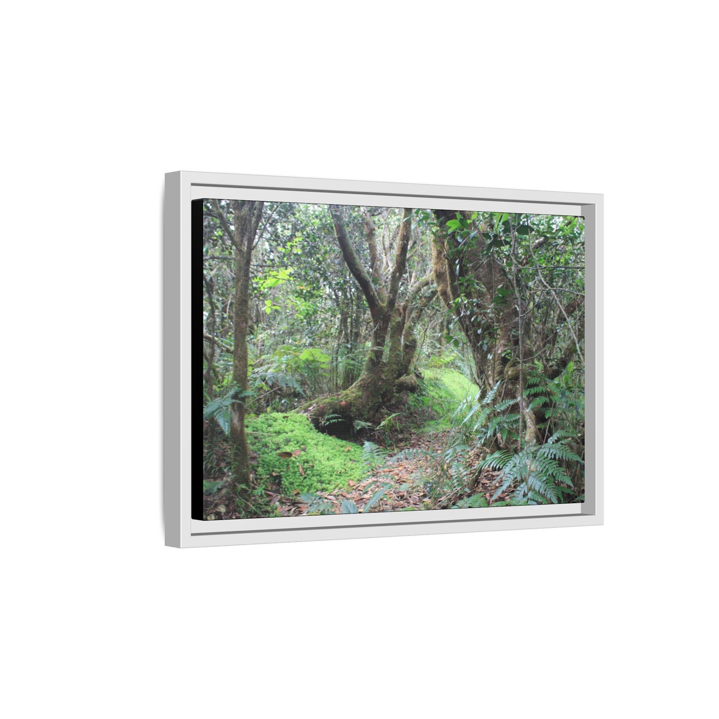 Tropical Vista Matte Canvas Framed Wall Art — Magic section of the remote Tradewinds Trail -  El Yunque rainforest PR