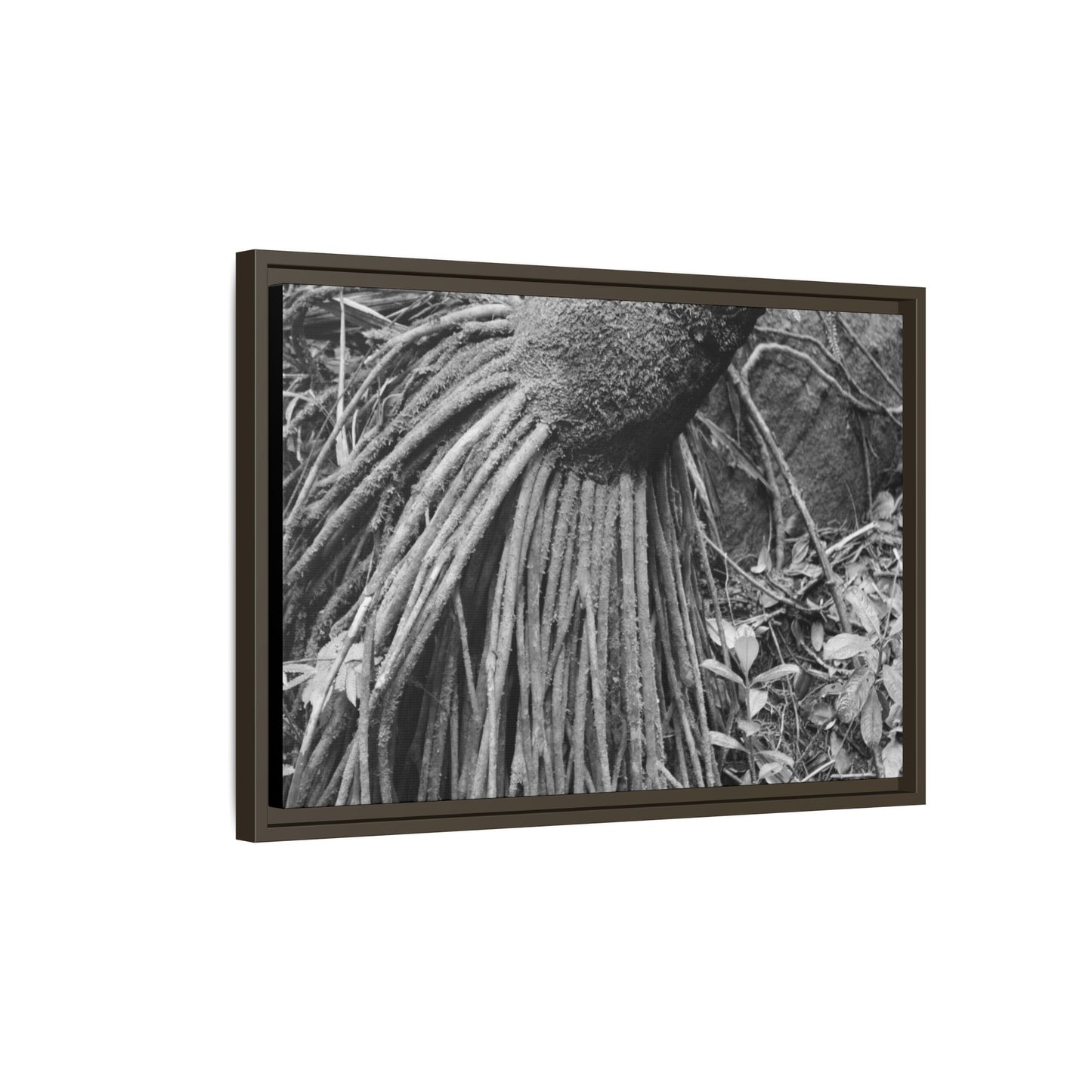 Framed Matte Canvas Wall Art — Tropical Rainforest Roots Photography - B&W roots of the Sierra Palm tree - Nikon