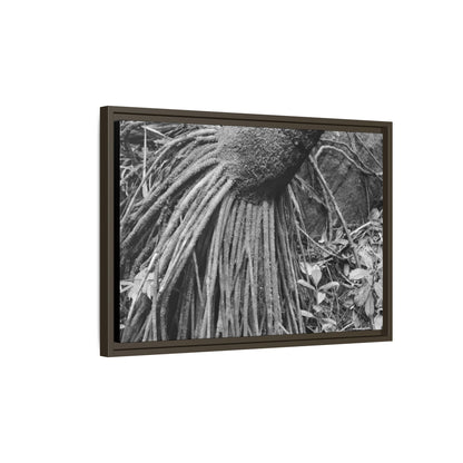 Framed Matte Canvas Wall Art — Tropical Rainforest Roots Photography - B&W roots of the Sierra Palm tree - Nikon