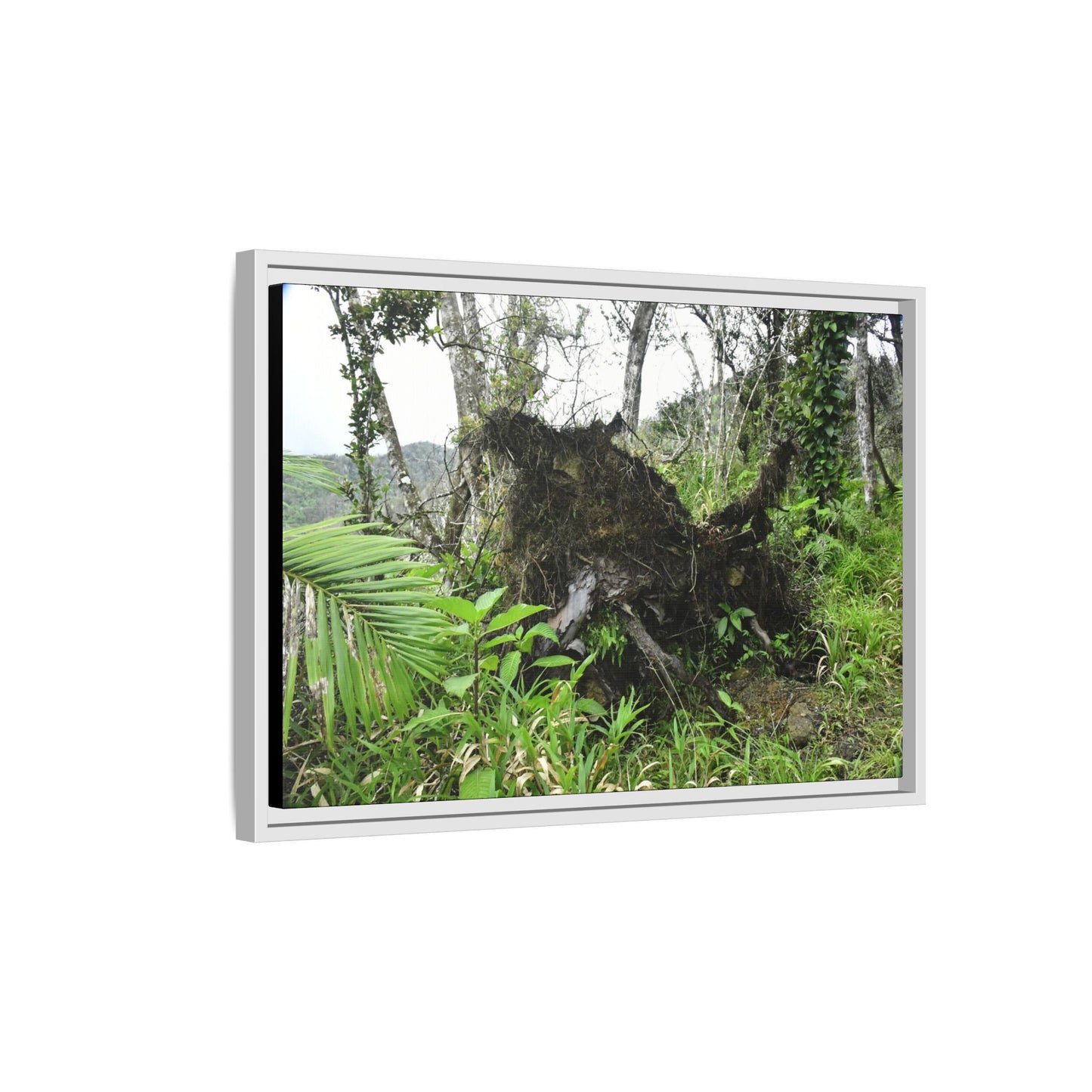 Framed Matte Canvas Wall Art — Tropical Rainforest Roots Photography - Not a nice image - but its an uprooted tree from 2017 Hurricane Maria > 200 MPH winds- that can survive hurricanes
