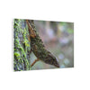 Matte Canvas Wall Art – Green Tree Lizard Photography (Stretched) - El Yunque Rainforest - Puerto Rico - Deep forest explorations
