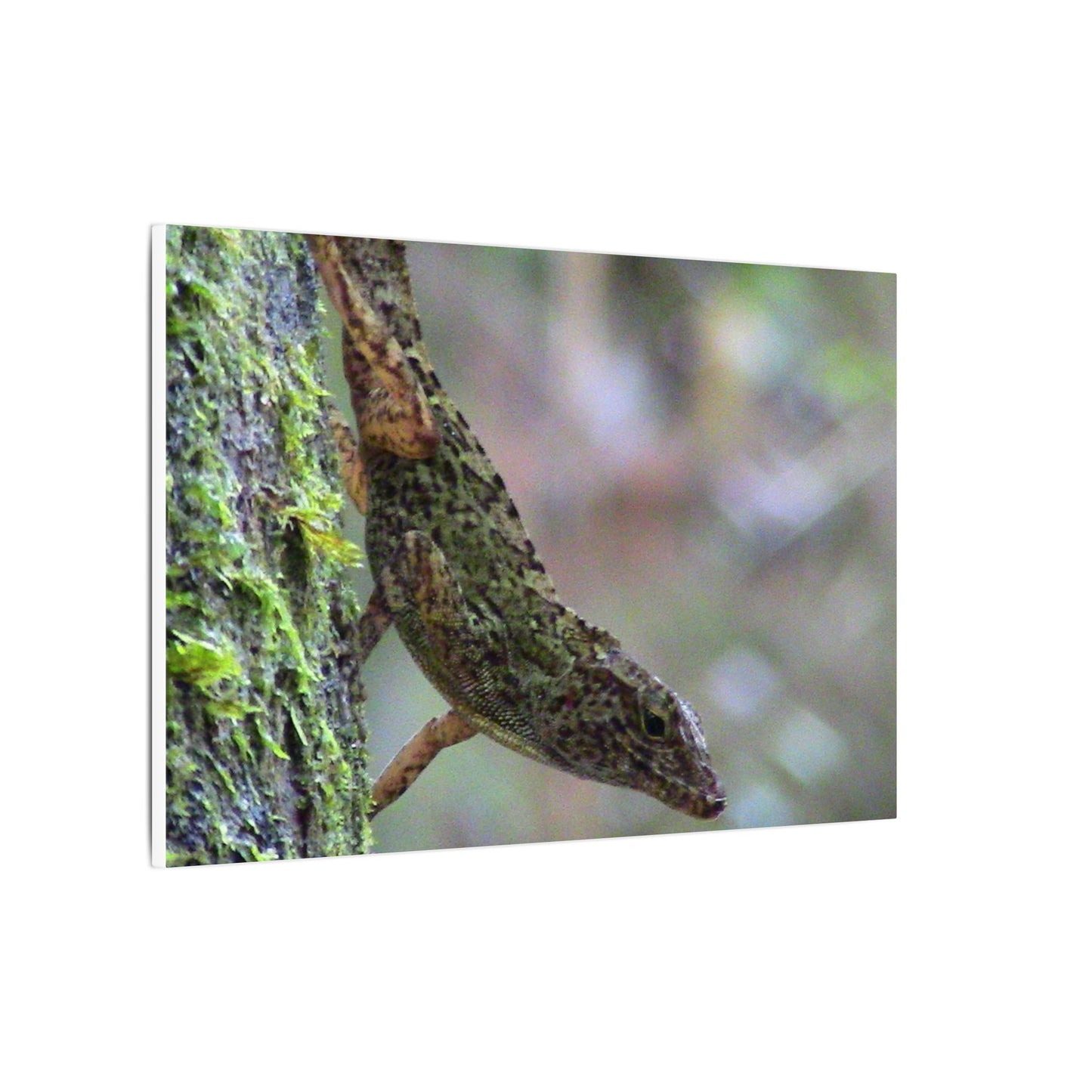 Matte Canvas Wall Art – Green Tree Lizard Photography (Stretched) - El Yunque Rainforest - Puerto Rico - Deep forest explorations