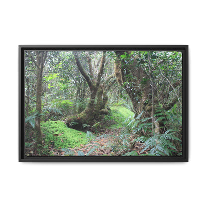Tropical Vista Matte Canvas Framed Wall Art — Magic section of the remote Tradewinds Trail -  El Yunque rainforest PR