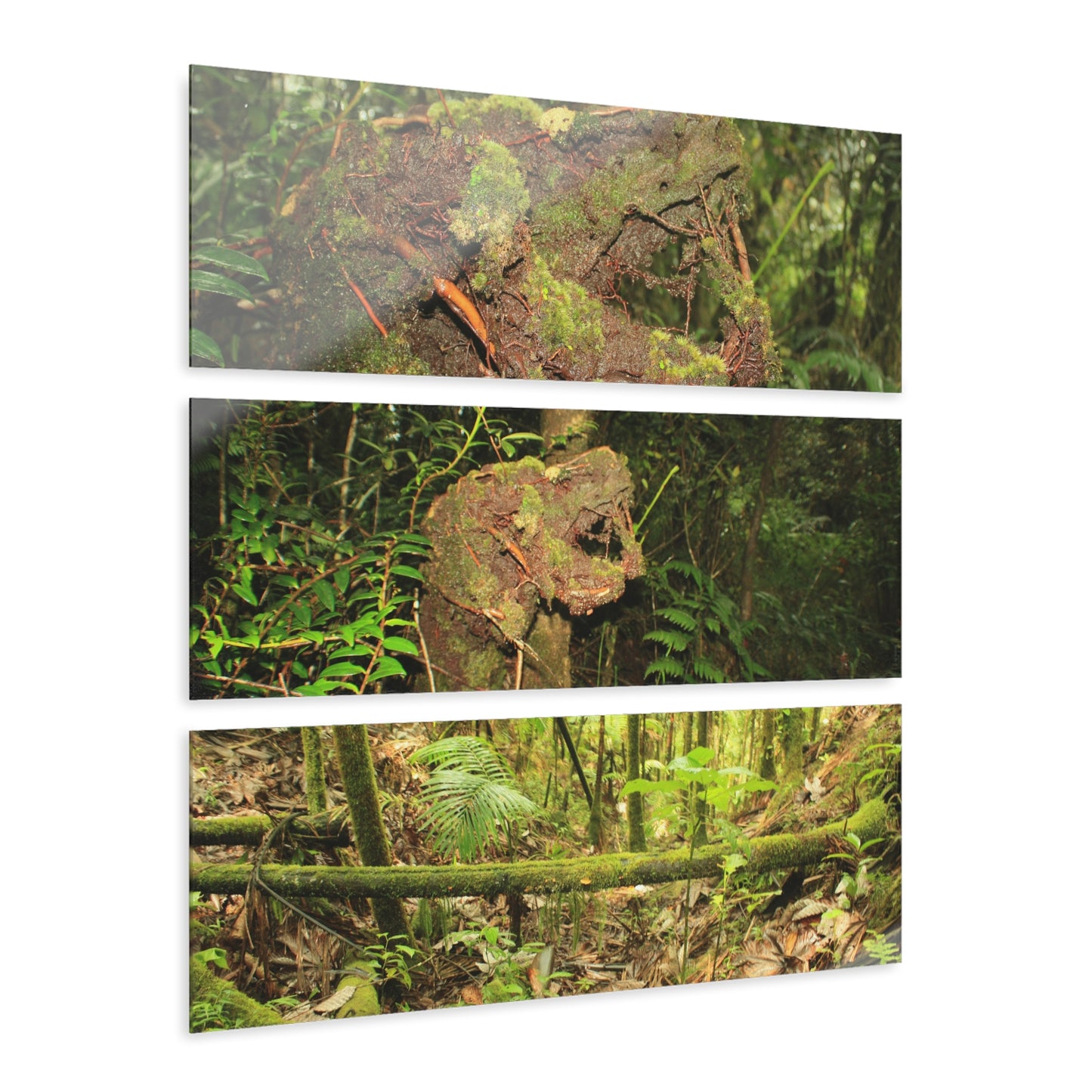 El Yunque Rainforest - Truly Weird Rotting Trees of the Deep Forest - Nikon D850 - Triptych Acrylic Print – Forest Creek Landscape Wall Art