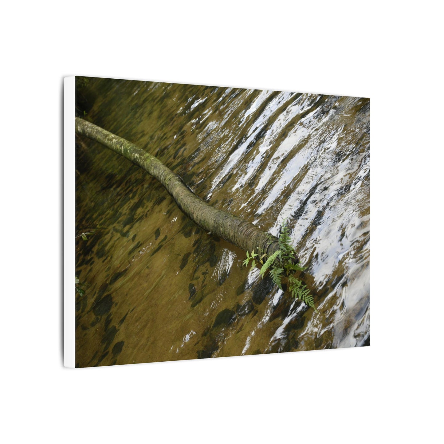 Rippling Stream Canvas Wall Art — Tranquil Forest Water Photography - Fallen sierra palm - Rio Sabana - El Yunque Rainforest - Puerto Rico - Deep forest explorations