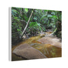 Deep Forest Explorations - El Yunque Holy Spirit River - Nikon D850 - Tropical Creek Canvas Print — Lush Rainforest River Wall Art
