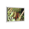 Framed Matte Canvas Wall Art — Tropical Rainforest Roots Photography - The strong orange roots of the Sierra Palm - that can survive hurricanes